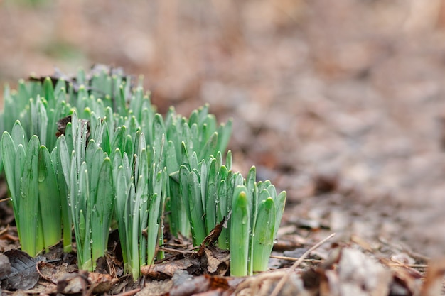 Snowdrops growing in the spring