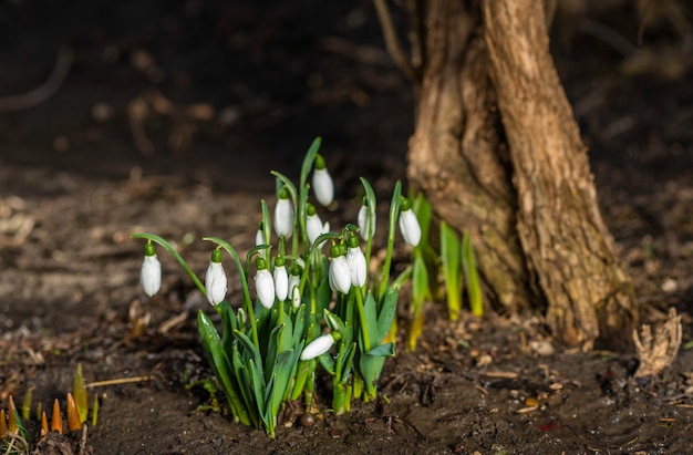 Snowdrops under the light of sun.