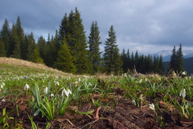 Snowdrops in the mountains