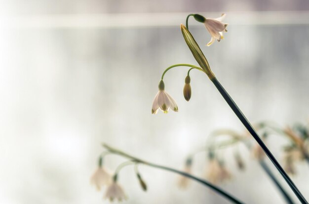 写真 バルコニーの雪花 冬の時間