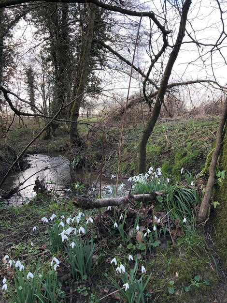 Photo snowdrops in river bank