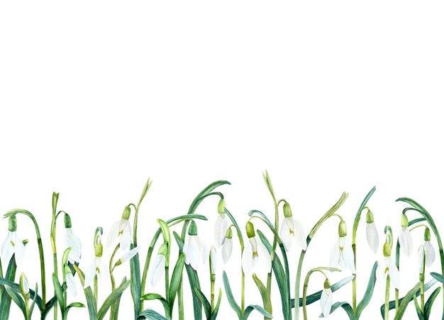 Snowdrops seamless border Watercolor illustration isolated on white