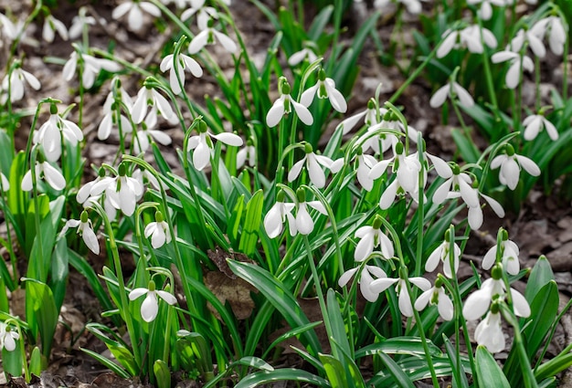 Snowdrops spring flowers with white petals among dry leaves on the ground selective focus