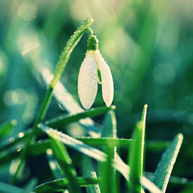 Snowdrops spring flowersDelicate Snowdrop flower is spring symbols Amaryllidaceae Galanthus nivalis