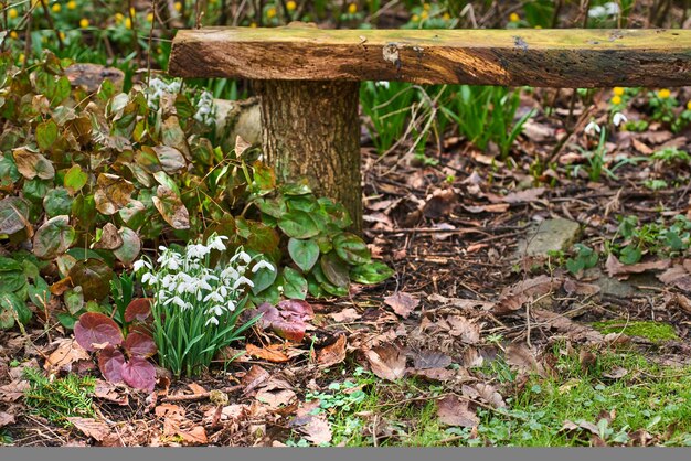 Foto bucaneve la primavera sta arrivando bucaneve nel mio giardino