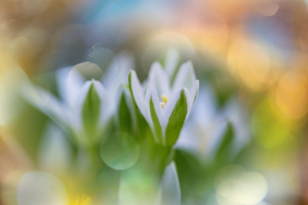 Snowdrops in spring season