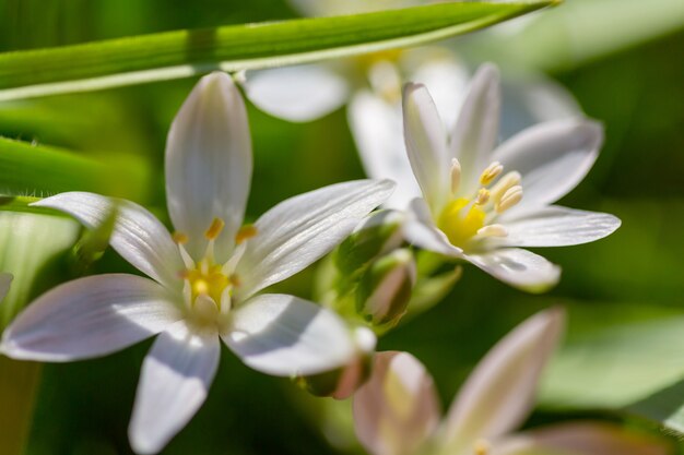 Snowdrops in spring season