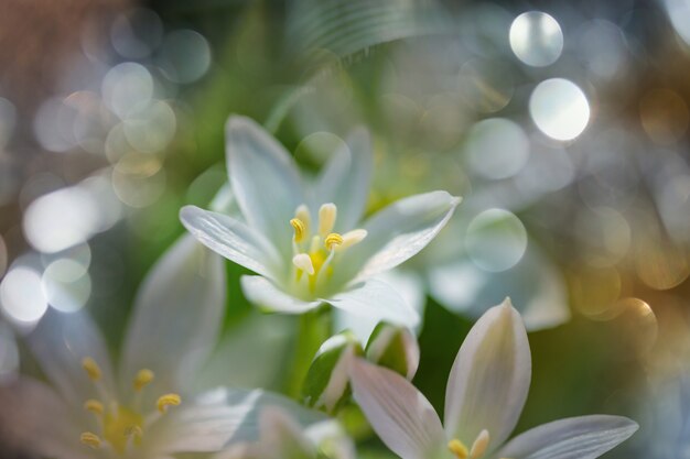 Snowdrops in spring season