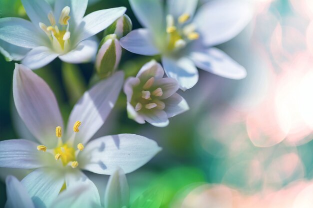 Snowdrops in spring season