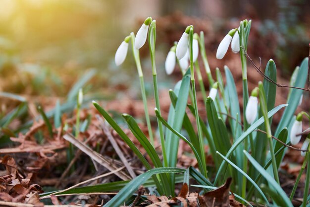 Snowdrops start to bloom beautiful spring flowers in february