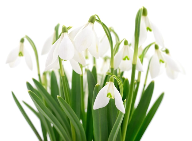 Snowdrops on white