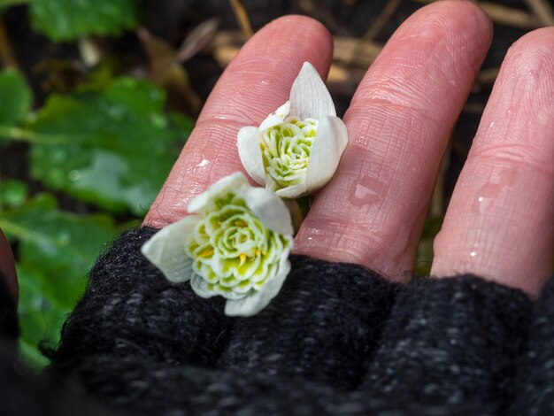 Snowdrops in woman hands close up spring is coming