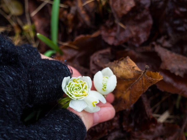 Snowdrops in woman hands close up spring is coming