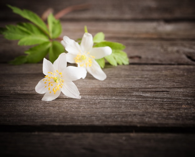 Bucaneve su fondo in legno