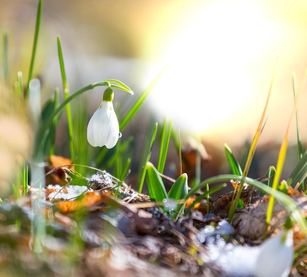 Snowdrops