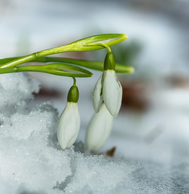 Snowdrops