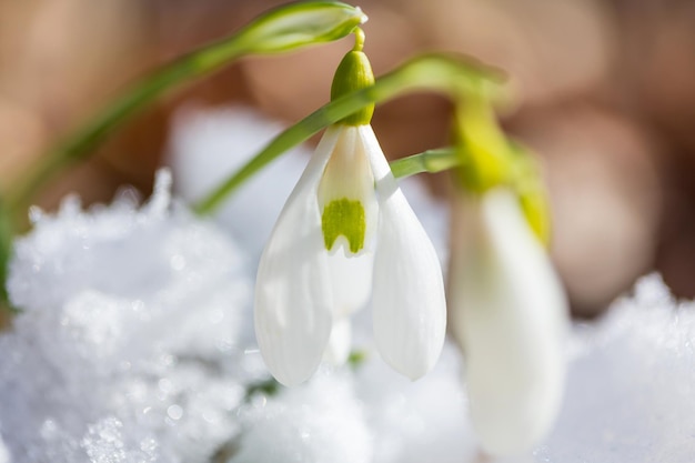 Snowdrops