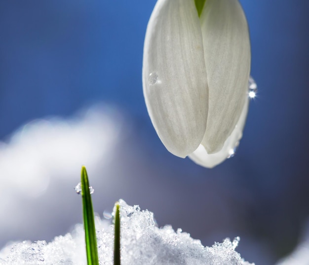 Snowdrops