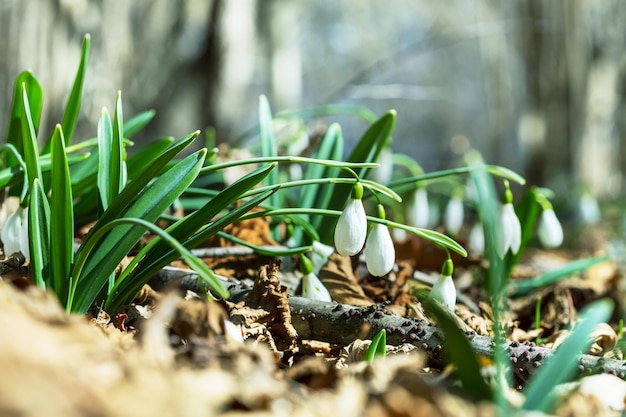 Snowdrops