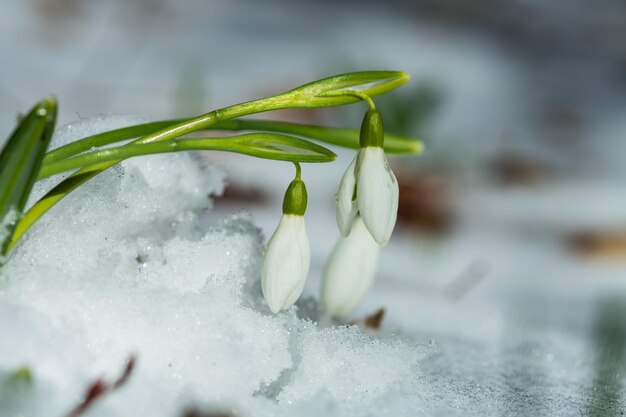 Snowdrops