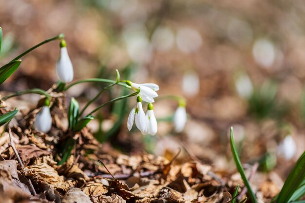 Snowdrops