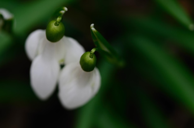 Snowdrops  above