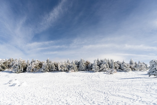 Foto albero di pino nevicato nella stazione sciistica di sierra nevada
