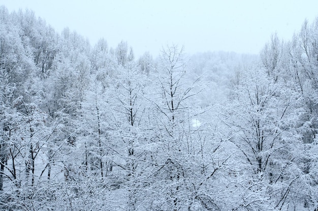 Snowed trees