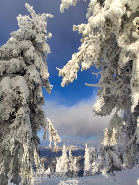 雪に覆われたウクライナのカルパティア山脈の風景