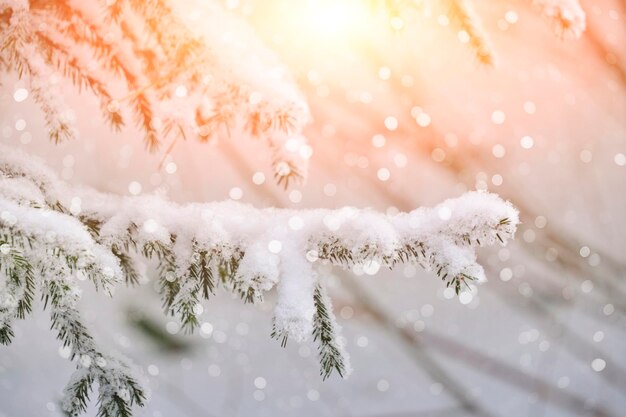 森のトウヒの枝の降雪は雪で覆われています