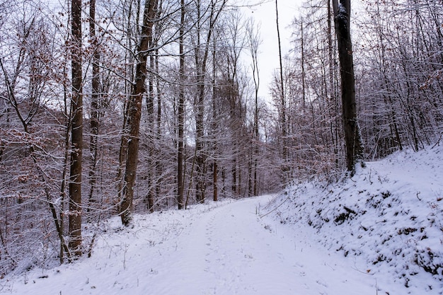 Snowfall in the forest