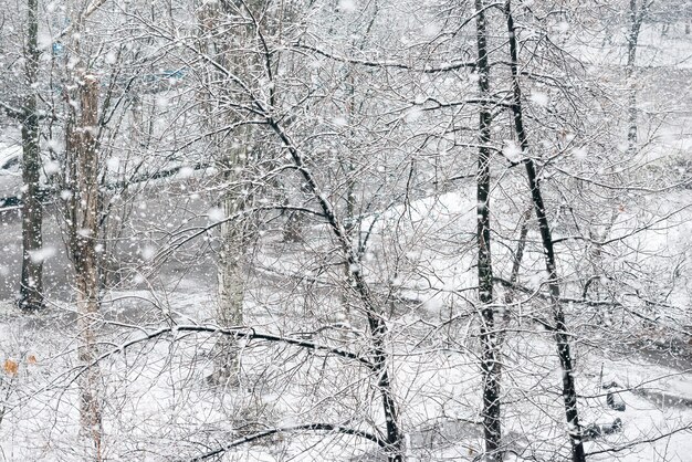 雪の中で黒い木とウィンターパークの降雪