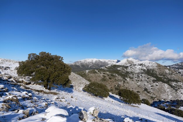 snowfall in the Sierra de las Nieves national park in Malaga