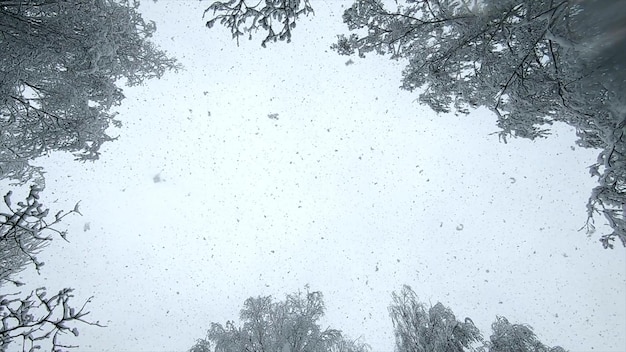 Snowfall Snow falls in flakes from sky snowcovered treetops on winter day