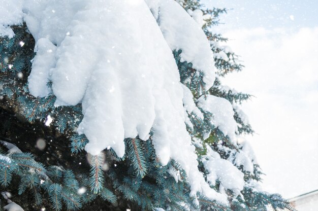 Snowfall. snowdrifts on spruce paws. Winter. snowy spruce.