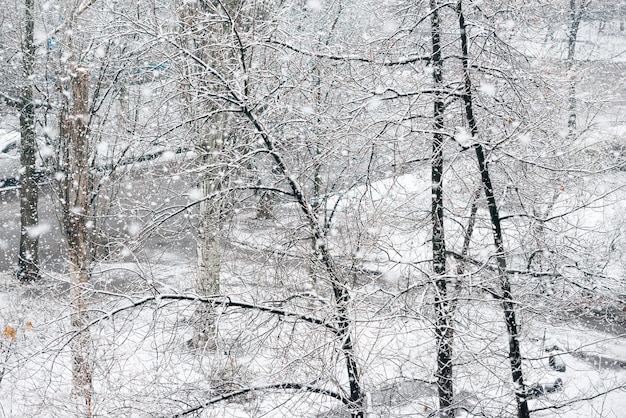 雪の中で黒い木とウィンターパークの降雪