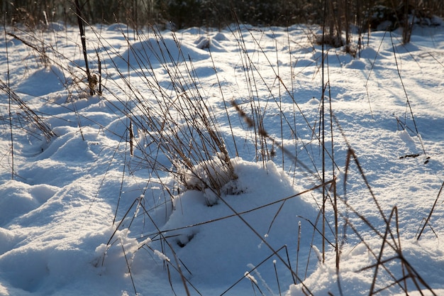 冬の降雪