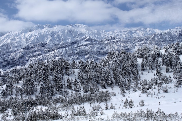 雪に覆われた山の松の木