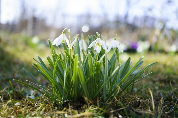 snowflake flowers