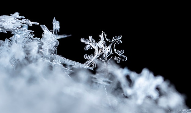 雪の冬の季節のスノーフレーク