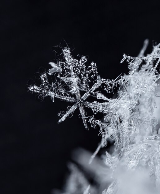 Snowflake in the snow winter season