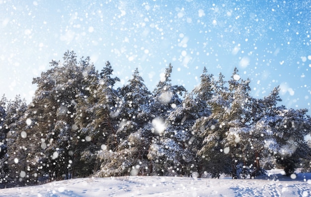 Snowflakes falling from the sky Spruces covered with hoarfrost and snow Winter forest