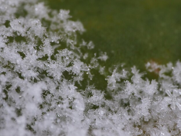 写真 木の葉に雪の結晶