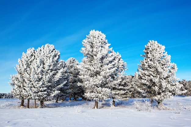 Foto nevica nella foresta di abeti rossi