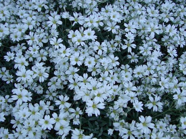 SnowinSummer Cerastium tomentosum in bloom white flowers background small white flowers