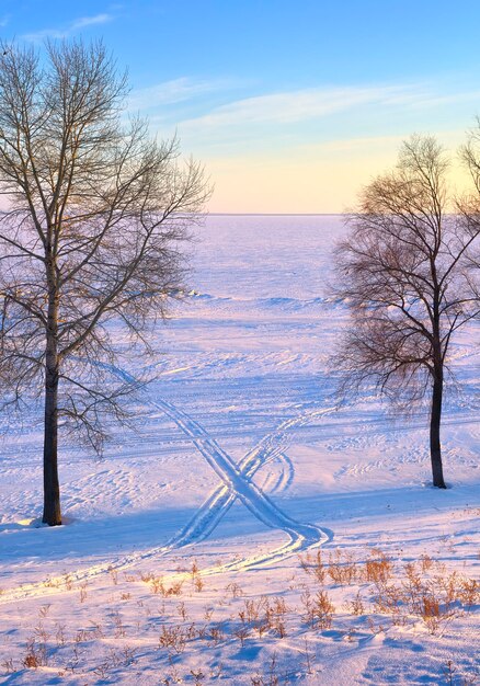 Snowmobile tracks on the shore of the reservoir Trees on the frozen shore of the Ob reservoir