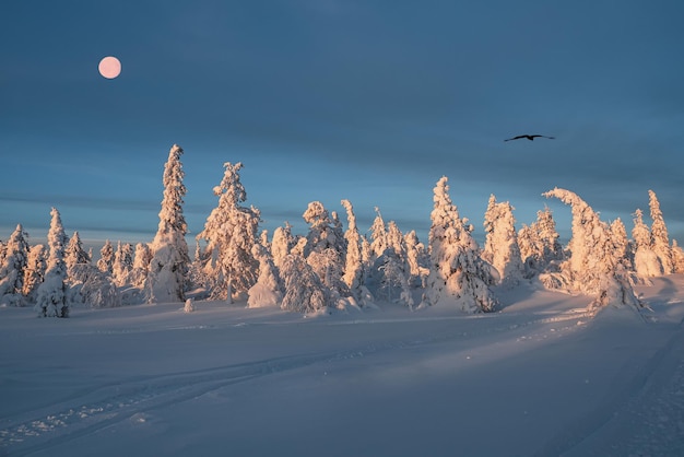 Snowmobile trail through the winter sunny forest through snowcovered fir trees wrapped in snow Amazing harsh Arctic nature Mystical tale about a winter frosty forest