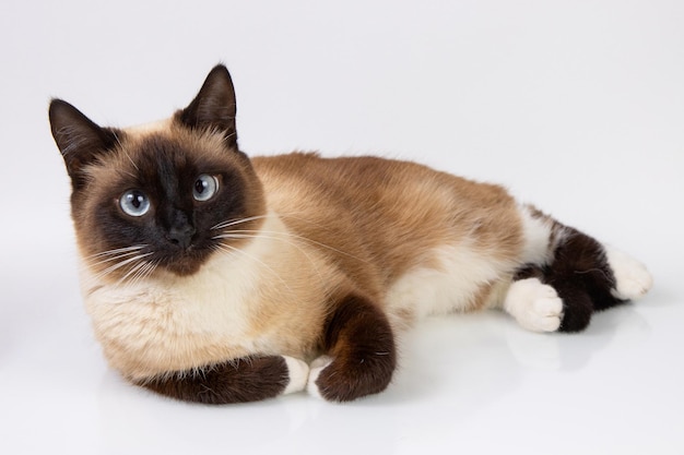 白い背景に分離されたカンジキ猫