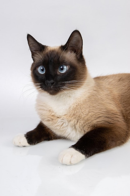 snowshoe cat isolated on white background