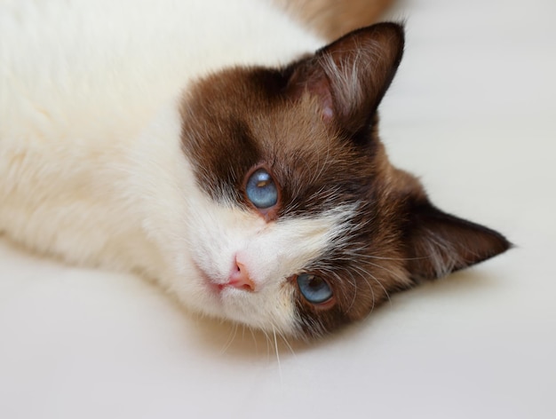 Snowshoe cat portrait